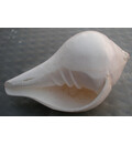 Bathing Conch Shell 4\"-5\"