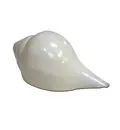 Large Blowing Conch Shell / Shankh 7.5\"+