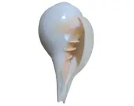 Blowing Conch Shell / Shankh 7.2"+