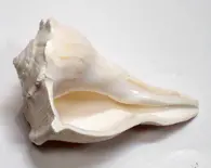 Lakshmi Bathing Conch Shell 7.2"